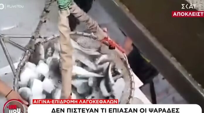 Αργοσαρωνικός: Γέμισαν τα δίχτυα με λαγοκέφαλους